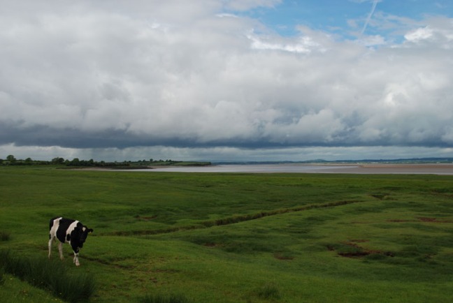 Obviously NOT the same caw. . . but a cow on the Solway Firth.